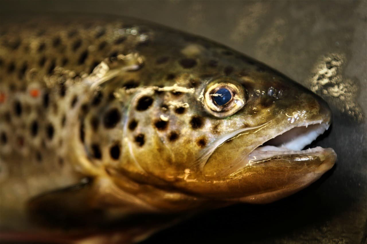 jak lowic troc wedrowna kompletny poradnik
